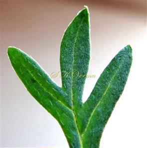 Ultimate lobes of leaf